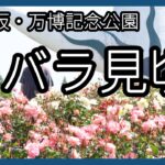 大阪・万博記念公園でバラが見頃