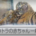 【かわいい】アムールトラの赤ちゃんが一般公開  来園者メロメロ