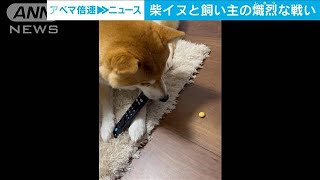 その手は食ワン！“お気に入りは離さない”柴犬と飼い主さんの攻防(2024年6月7日)