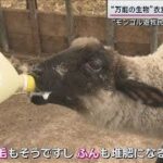 “希少肉”育てるモンゴル人羊飼いに密着！“万能の生物”衣食住すべてを支える羊【サンデーステーション】(2024年6月9日)