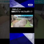 「かまって〜」ラブコールがしつこすぎるウサギを容赦なく振り払うプレーリードッグ