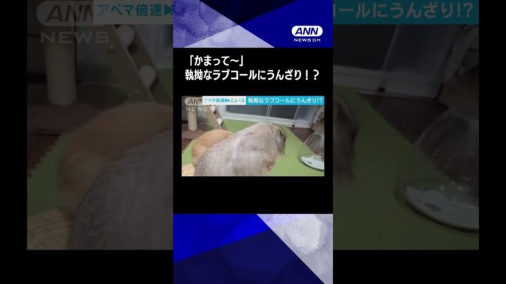 「かまって〜」ラブコールがしつこすぎるウサギを容赦なく振り払うプレーリードッグ