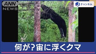 住民も驚き“不思議な光景”宙に浮いているクマ　原因は？【スーパーJチャンネル】(2024年6月4日)