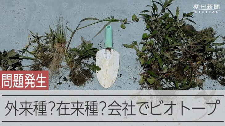 会社の屋上にビオトープを設置で問題発生 この植物は外来種？在来種？