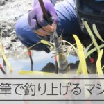 ユニークなマジャク漁、書道の筆で釣り上げる　おすすめの調理法