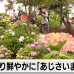 彩り鮮やかに「あじさいまつり」