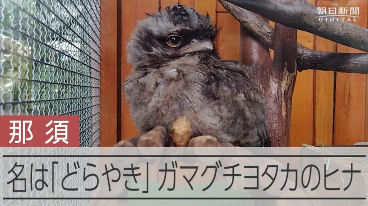 ヨタカの赤ちゃん、名前は「どらやき」　ガマグチのような大きな口　ヒナを一般公開