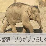 動物園の人気者ゾウ 科学的管理を導入し国内での繁殖に取り組む