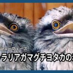 どうぶつ園のニューフェース　オーストラリアガマグチヨタカの赤ちゃん
