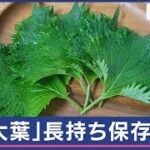 「大葉」簡単に長持ち保存方法　使い切れない分も新鮮に【スーパーJチャンネル】(2024年6月3日)