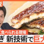 “安くておいしい”うなぎ屋さんの見つけ方は？身が大きいメスは「うなぎ業界の未来の宝」【Nスタ解説】｜TBS NEWS DIG