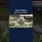 【なぜ】「かわいすぎる」ホワイトタイガー　ネコ科なのに“水好きなワケ” #shorts