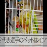 パリ五輪レスリング女子代表鏡優翔選手のペットは「パリ」