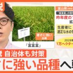 お米の高騰に自治体も対策　暑さに強い品種「富富富」の栽培面積を“1.5倍”に拡大へ　富山県【Nスタ解説】｜TBS NEWS DIG