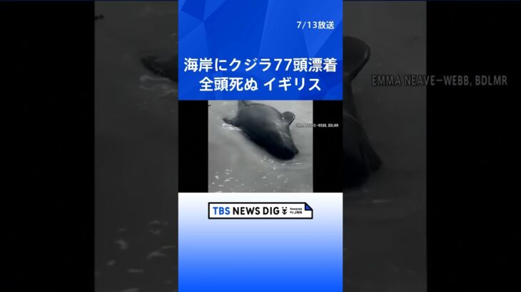 イギリス・スコットランドの海岸にクジラ77頭が漂着 全頭死ぬ、1頭が打ち上げられ群れの残りが追ってきた可能性｜TBS NEWS DIG #shorts