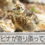 中央アルプスのライチョウ親子、保護ケージを出て砂浴び