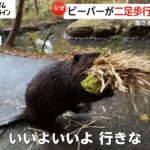 「働き者で有名」ビーバーが二足歩行で荷物運び　建築技術は大工にも負けず劣らず　働いたあとはだらだらと昼寝(2024/07/24)