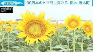 30万本のヒマワリで一面黄色に　栃木・野木町“夏の絶景”(2024年7月20日)