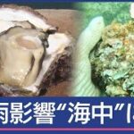 “非常に激しい雨”影響は海の中にも…“海の幸”岩ガキは危機【スーパーJチャンネル】(2024年7月15日)