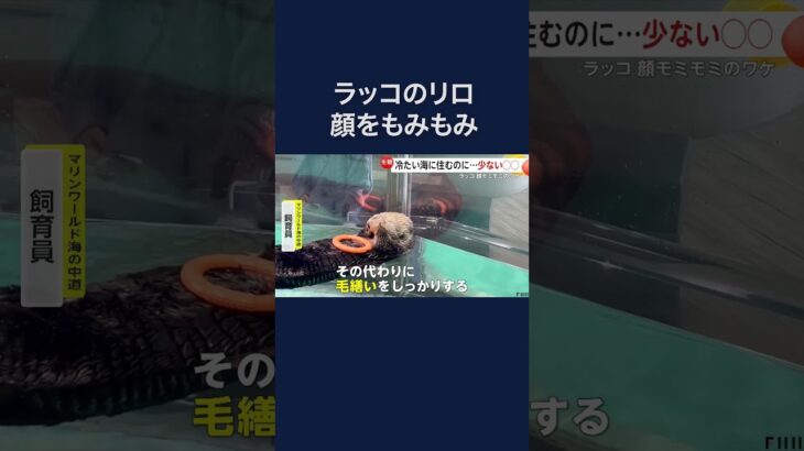 日本で3頭だけのラッコが顔をモミモミのワケは？　飼育員「脂肪少ないのでグルーミング」福岡 #shorts