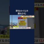 海水浴場で野生のイルカが腕などをかむ　イルカの被害は今シーズン12人に　注意呼びかけ　福井・美浜町(2024/08/12) #shorts