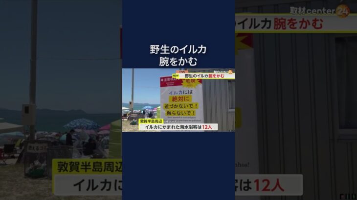 海水浴場で野生のイルカが腕などをかむ　イルカの被害は今シーズン12人に　注意呼びかけ　福井・美浜町(2024/08/12) #shorts