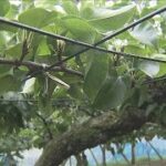 収穫直前の梨 2700個以上盗まれる　茨城・土浦市(2024年8月22日)