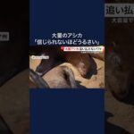 「信じられないほどうるさい」大量のアシカがビーチを占領…豊富なエサに引き寄せられた？保護動物で手出し出来ず　アメリカ　#shorts