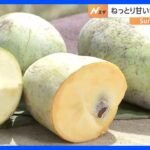 ねっとり甘い！森のカスタードクリーム「ポポー」“幻のフルーツ” と言われる理由とは？【SUNトピ】｜TBS NEWS DIG