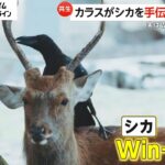 奈良公園のシカの角をカラス食べた？実はウィンウィンの関係で角の皮はぐ