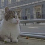 英首相官邸のネコ“健康不安説”一蹴する元気な姿　「Larry the Cat」(2024年9月6日)