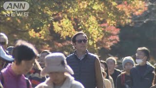 「木や葉の色が美しい」皇居・乾通りの秋の一般公開 12月8日まで(2024年11月30日)