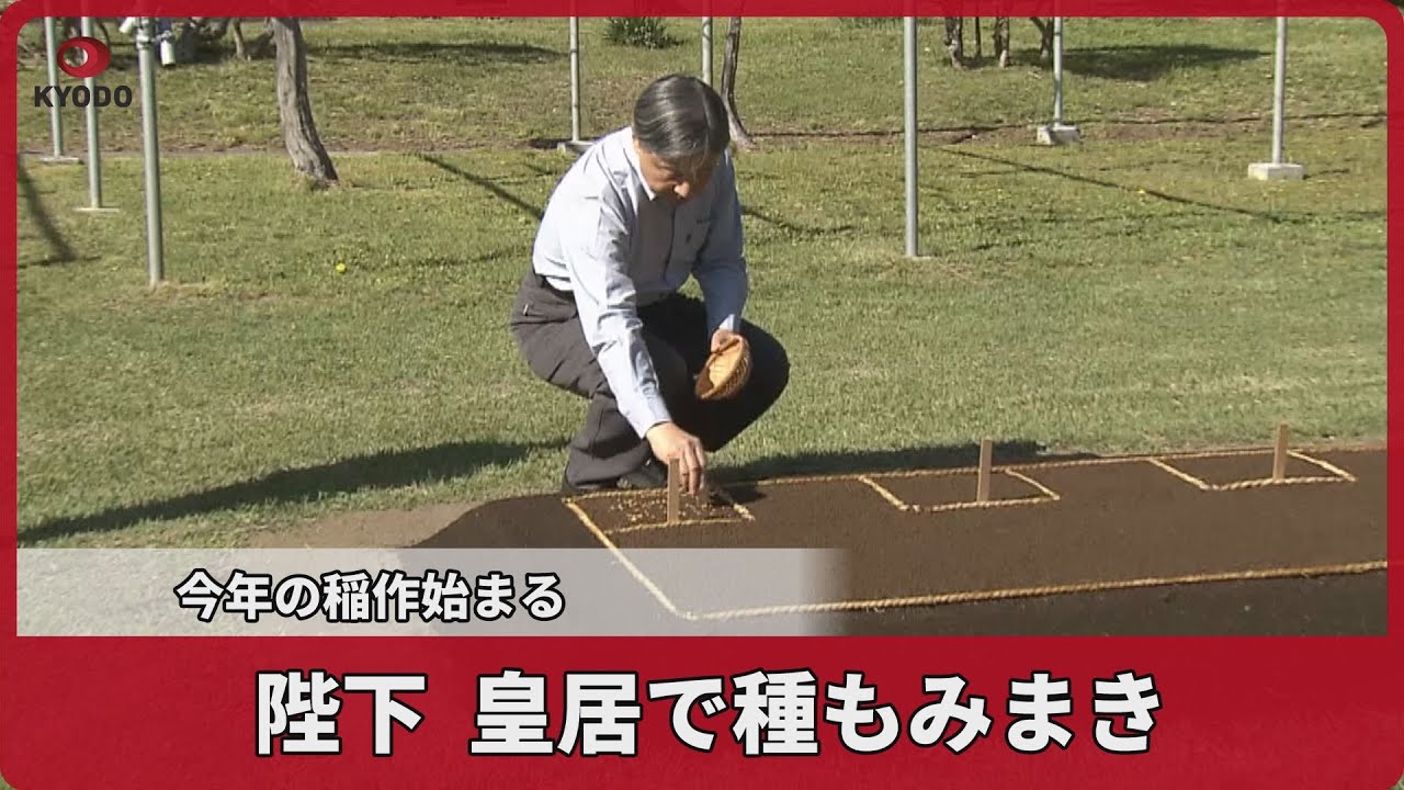 陛下 皇居で種もみまき   今年の稲作始まる