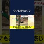 「信じられない！滑ってるよ！」好奇心旺盛な若い熊が裏庭のすべり台で「ドーン」　思わぬ事態に熊もびっくり？　アメリカ  #shorts