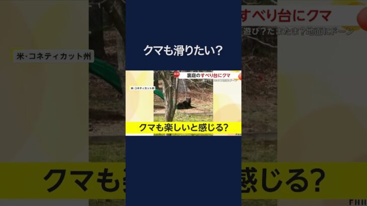 「信じられない！滑ってるよ！」好奇心旺盛な若い熊が裏庭のすべり台で「ドーン」　思わぬ事態に熊もびっくり？　アメリカ  #shorts