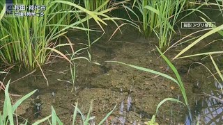 コメ農家「出穂期に間に合った」渇水深刻化の北日本で大雨 釧路で冠水被害も【報道ステーション】(2025年8月5日)