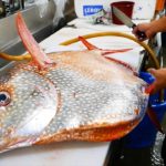 Japanese Street Food – GIANT OPAH SUNFISH Okinawa Japan