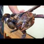 Japanese Street Food – GIANT COCONUT CRAB Seafood Okinawa Japan
