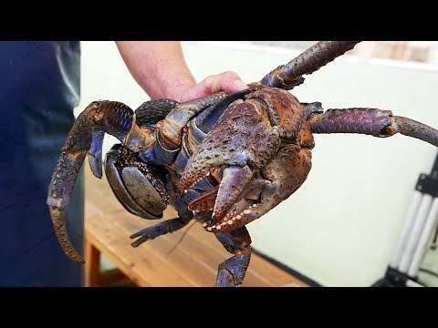 Japanese Street Food – GIANT COCONUT CRAB Seafood Okinawa Japan