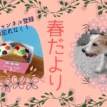 【2021.春】春だよ🌻北谷を散歩🐶　primavera de okinawa