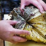 Japanese Street Food – GIANT ALIEN CLAM Sashimi Okinawa Seafood Japan