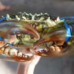 Japanese street food – GIANT MUD CRUBS Dumplings Chilli okinawa Seafood japan