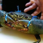 Japanese Street Food – GIANT MUD CRABS Crab Dumplings Chilli Okinawa Seafood Japan