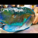 Japan Street Food – GIANT HUMPHEAD PARROTFISH Sashimi Okinawa Japanese