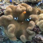 Miyakojima Ocean Life feat. Purple Coral, Nemo, Humbug Dacyclus & Picasso Triggerfish