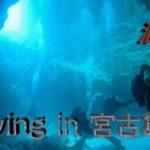 【休暇の過ごし方】宮古島でダイビング！！Diving in Miyakojima on vacation