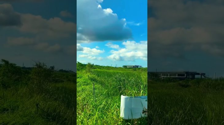 FARMLAND IN OKINAWA #shorts #youtubeshorts