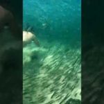 Swimming through Massive School of Fish | Snorkel | Okinawa