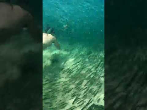 Swimming through Massive School of Fish | Snorkel | Okinawa